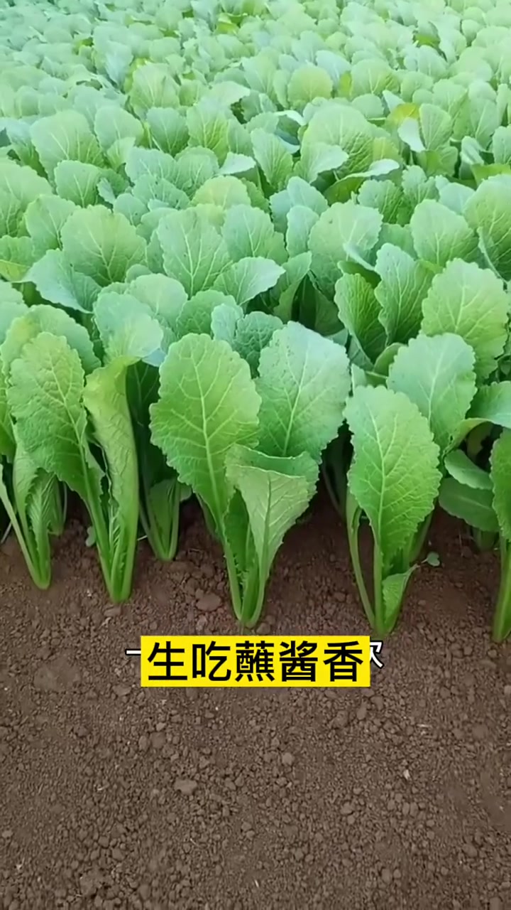 一个月吃两次