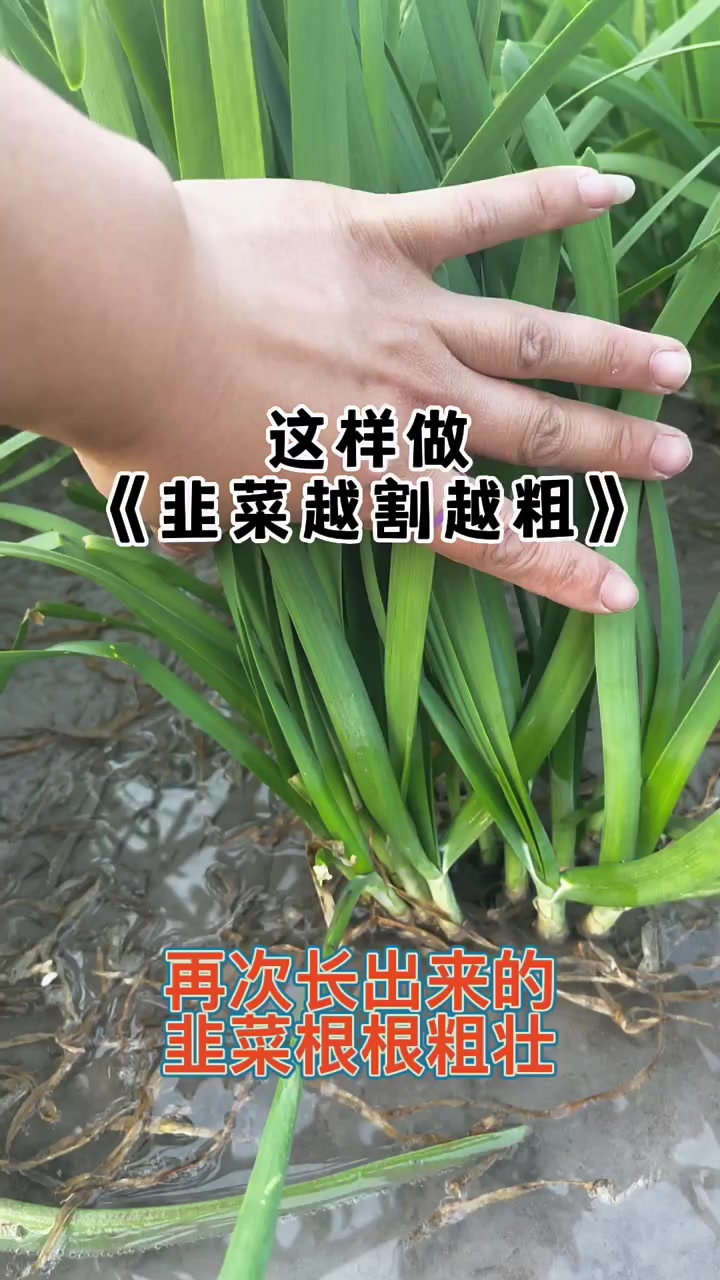 怎样做才能让您的韭菜越割越粗呢,点赞收藏,一起来瞧瞧吧