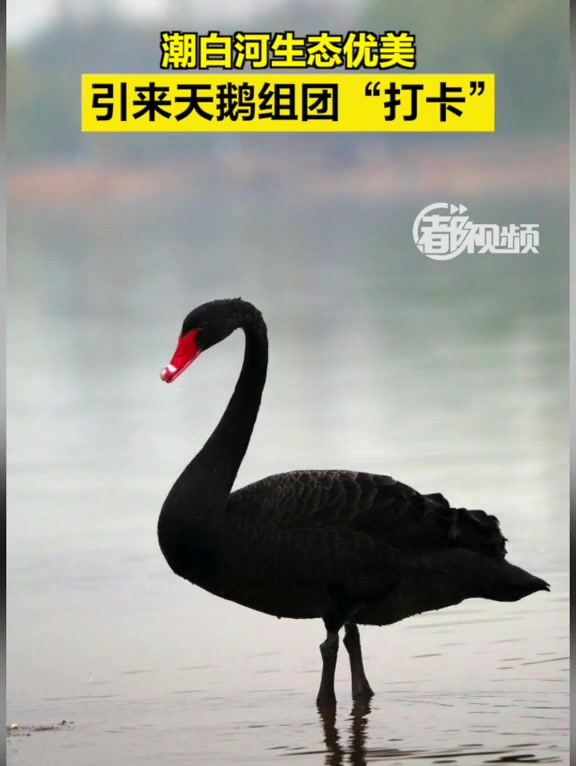 「潮白河生态优美,引来天鹅组团“打卡”」近日,6只美丽的黑天鹅在潮白河牛栏山段休憩玩耍,它