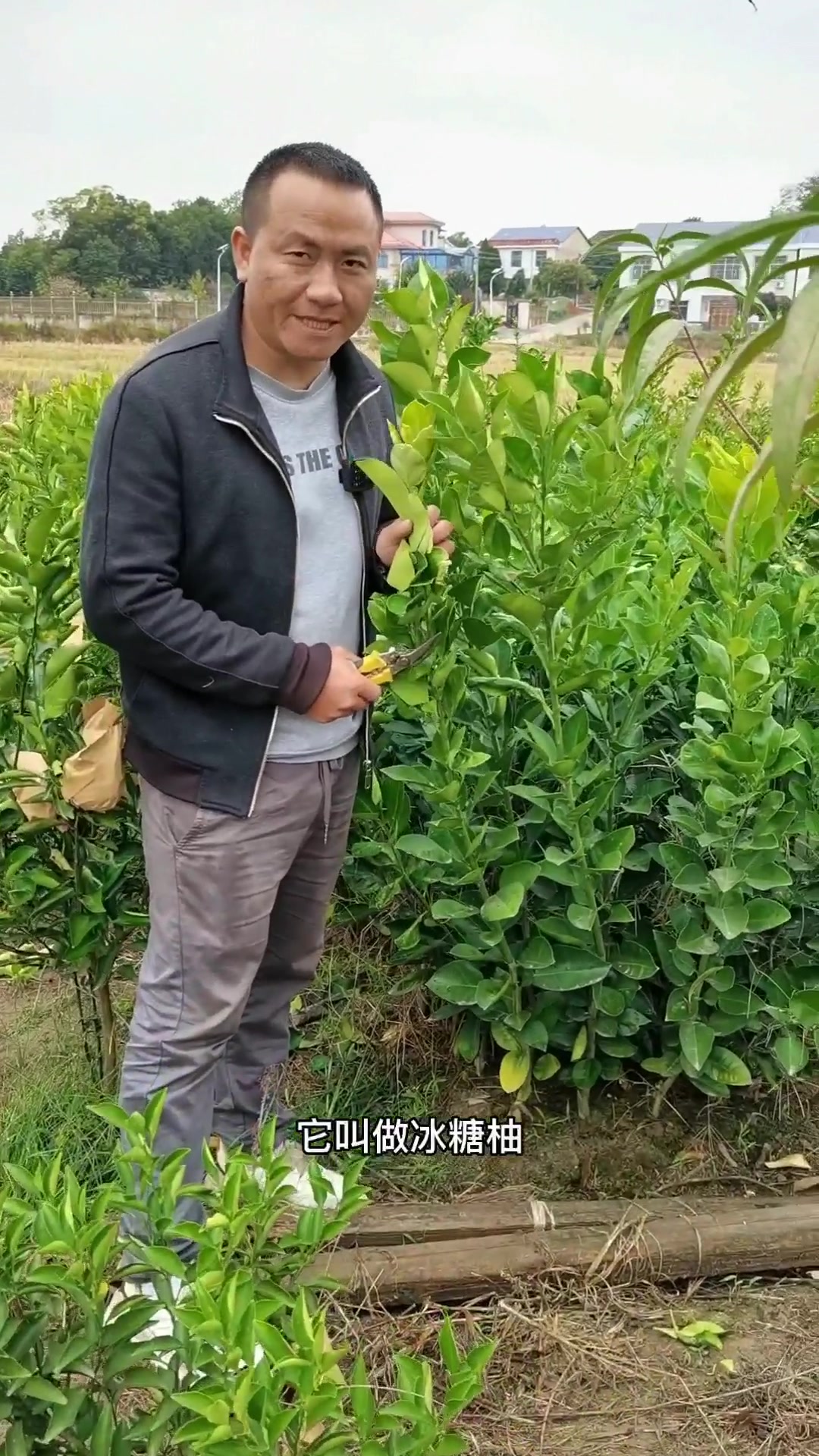 冰糖柚好吃又可以做风景树