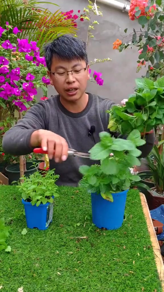 薄荷不仅可以泡茶、做菜