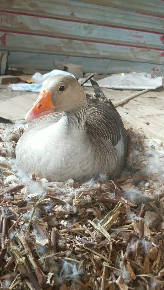 伊犁鹅我国唯一的由灰雁驯化而来驯化时间短有很强野性包括会飞,就巢性强
