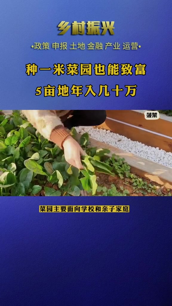 浙江衢州大家靠种一米菜园勤劳致富