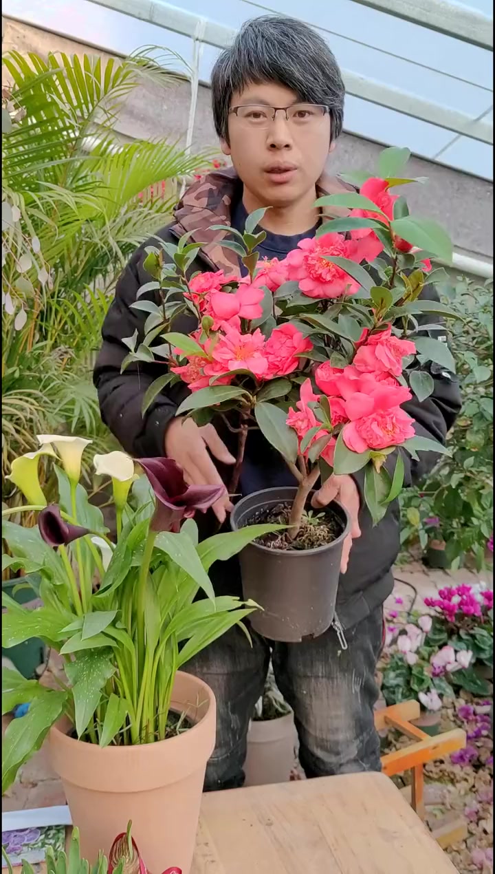 四季开花的茶花品种，还是国内自主培育的品种