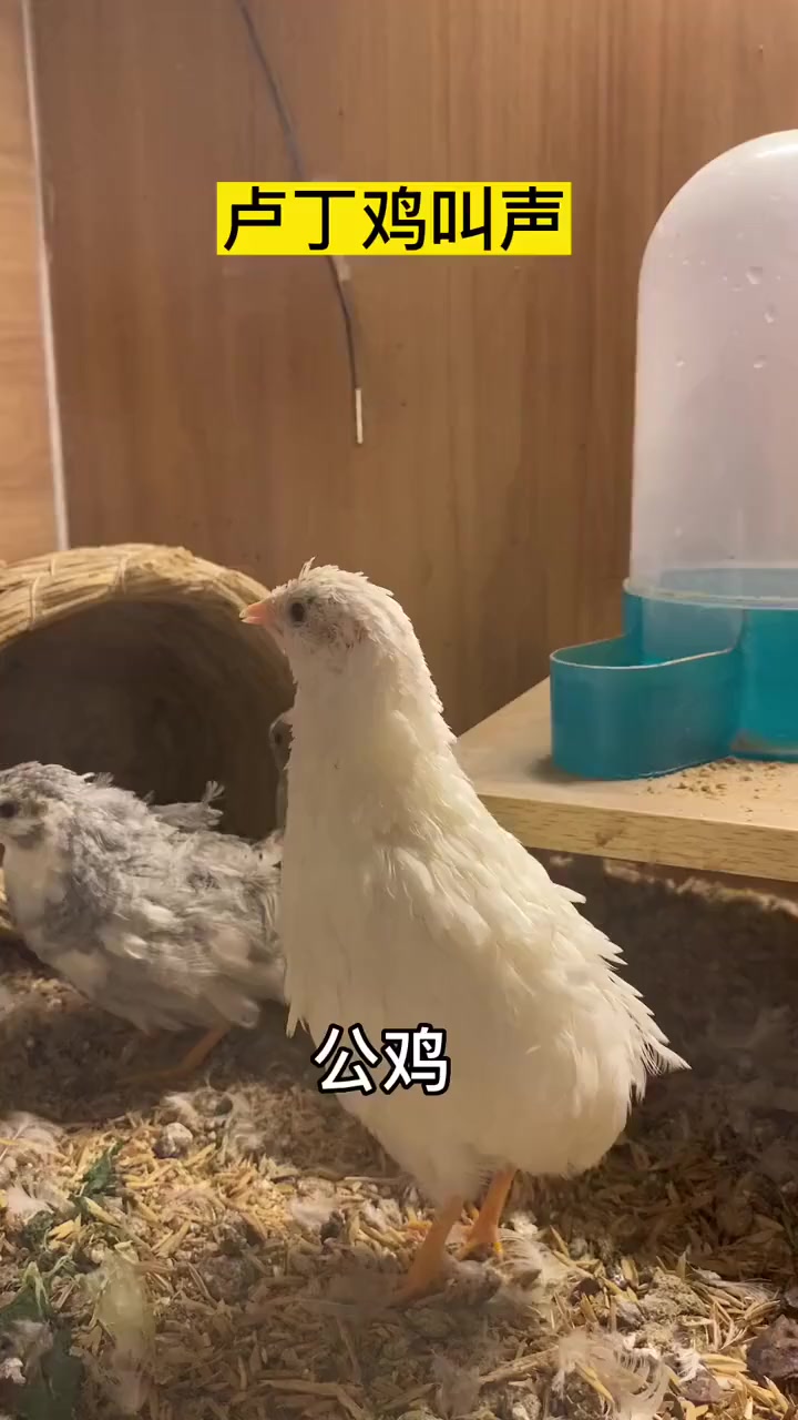 芦丁鸡叫声,大概应该是这个意思吧!