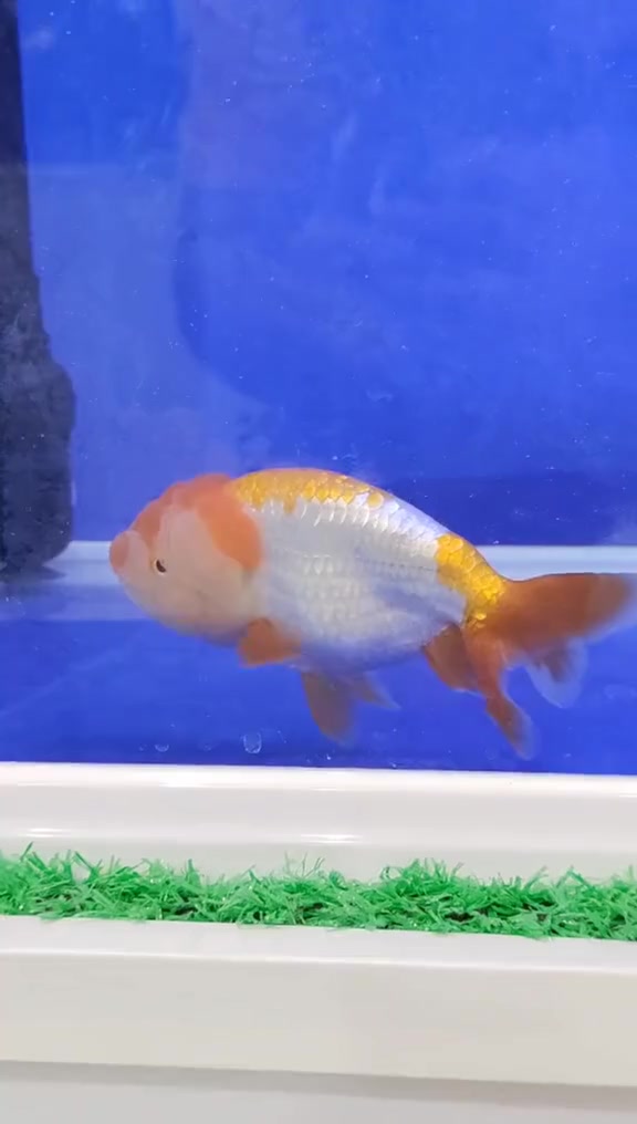 猫狮金鱼呀
