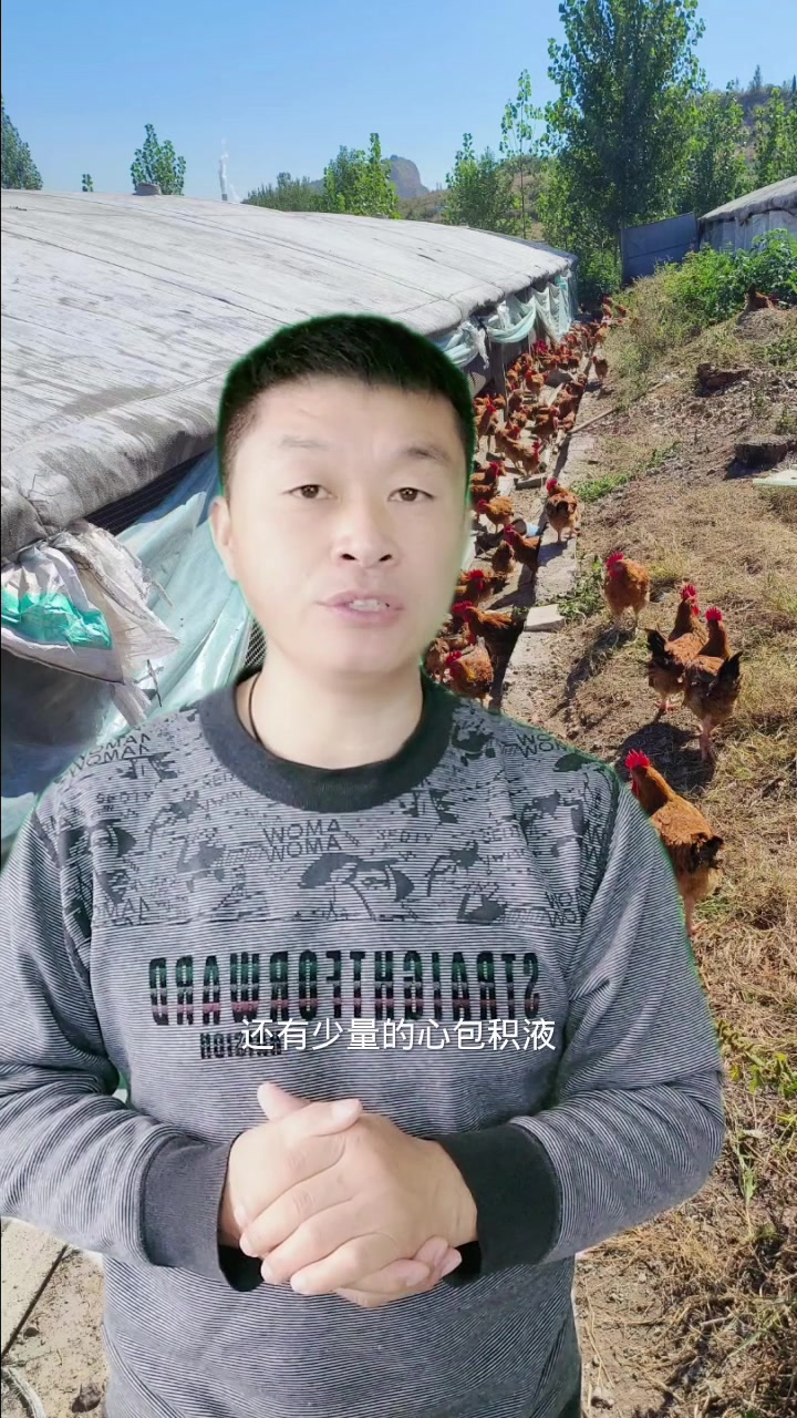 鸡霍乱伤亡高,难治疗,这样快速控制!