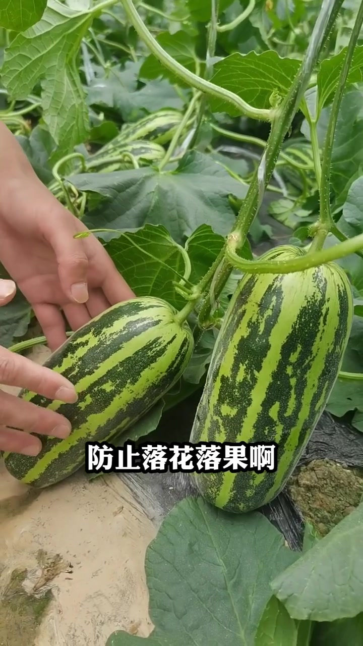 甜瓜种植全程管理,高产不生病 蔬菜病虫害防治技术