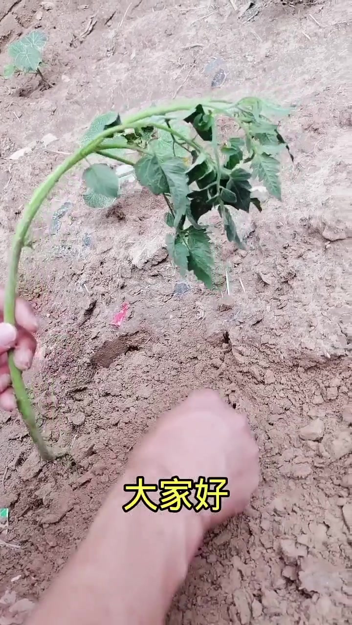 果树种植技术交流 蔬菜种植
