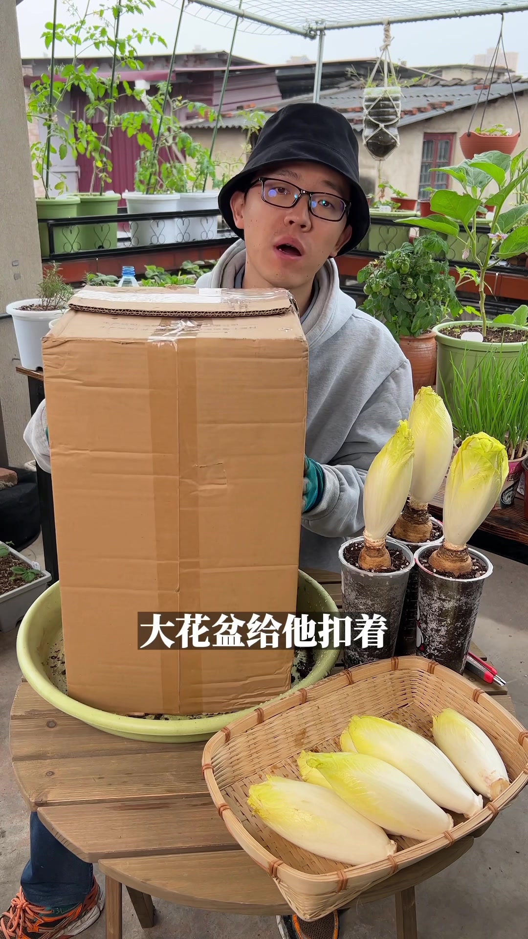 不需要阳光在室内就可以种植的金玉兰沙拉菜