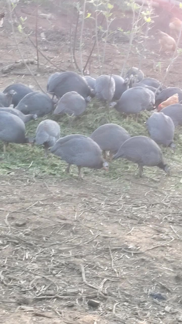 散养珍珠鸡,肉质细嫩