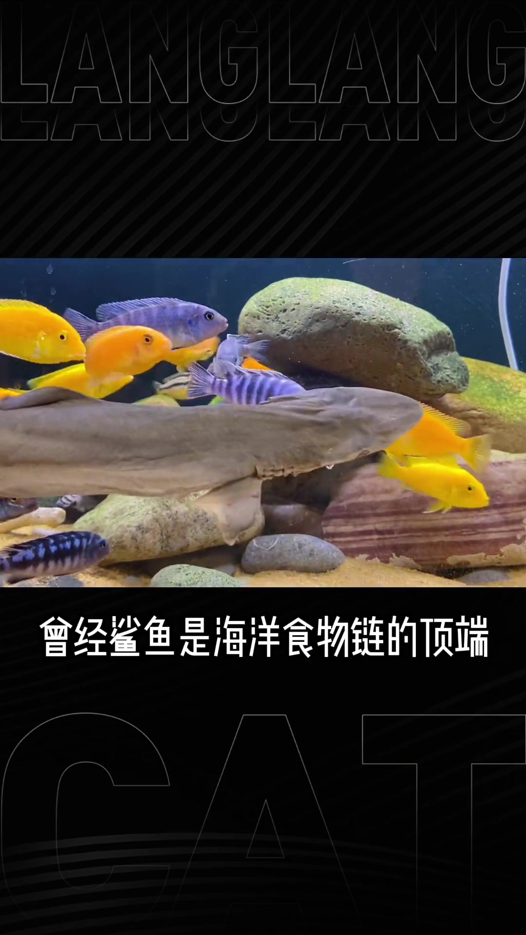 鲨鱼那么可爱,怎么可以吃鲨鱼。鲨鱼冻干 in萌宠计划