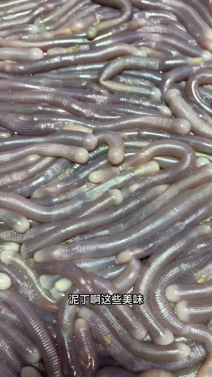 钓鱼人见到沙虫 泥丁这些海鲜美味的真实想法 喜欢吃海鲜的朋友记得关注我哦 北海码头海鲜直播