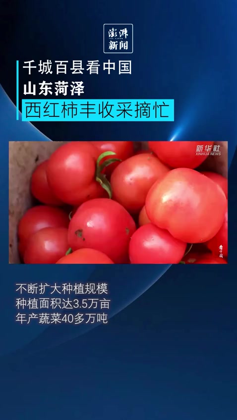 山东菏泽蔬菜大棚忙采摘,西红柿迎来“开门红”