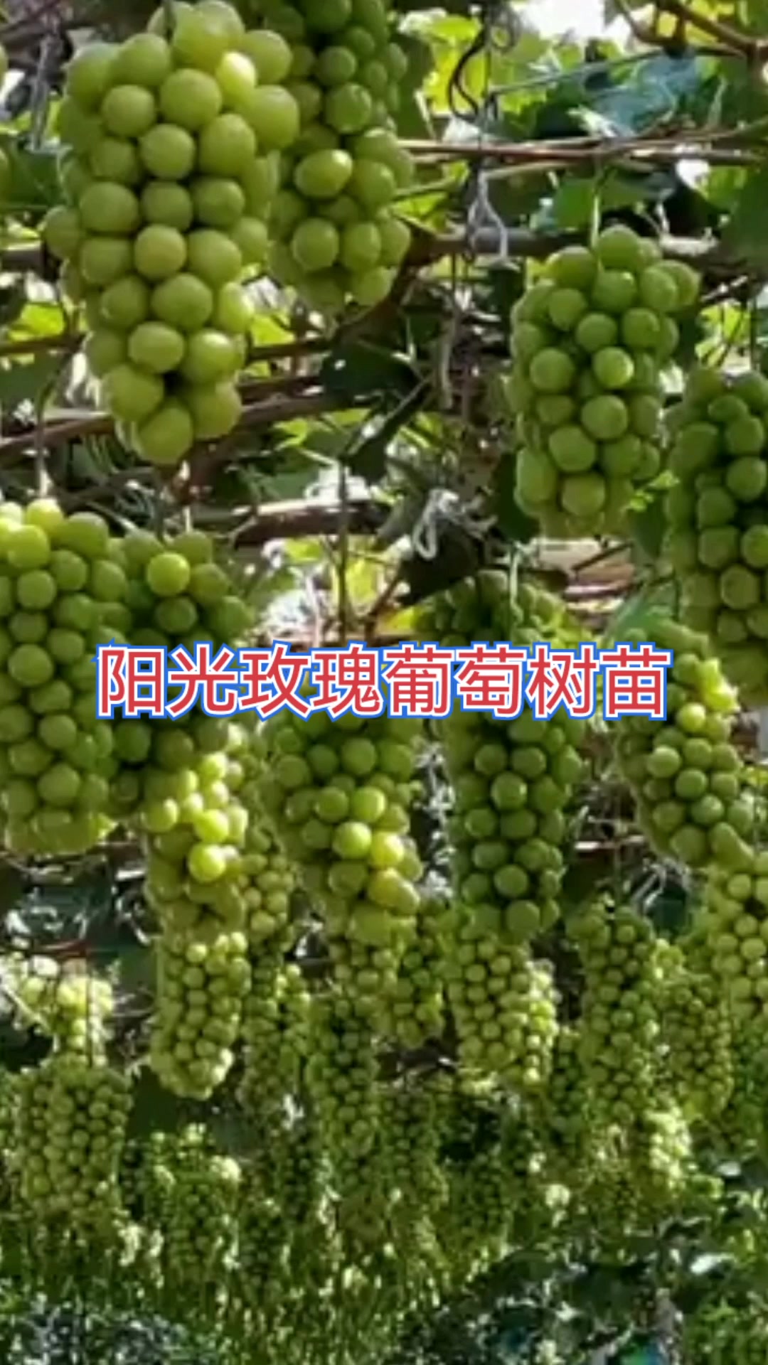 阳光玫瑰葡萄树苗