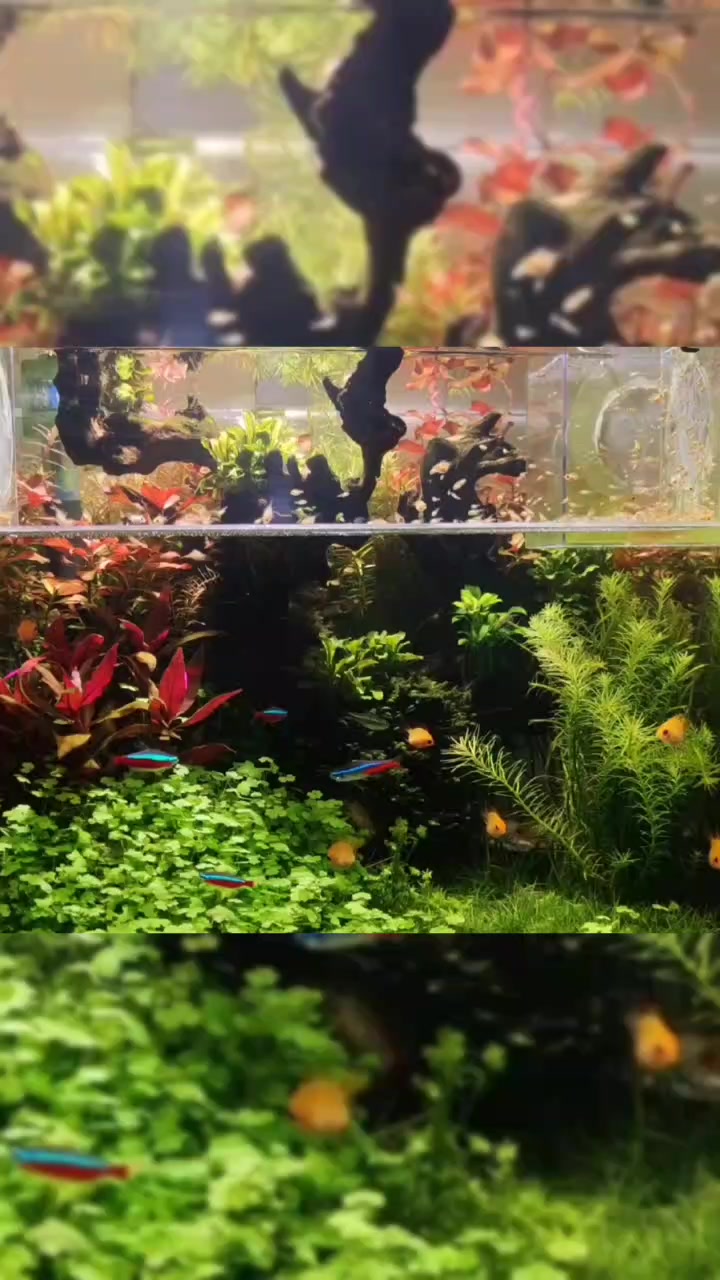 金波子草缸混养灯鱼