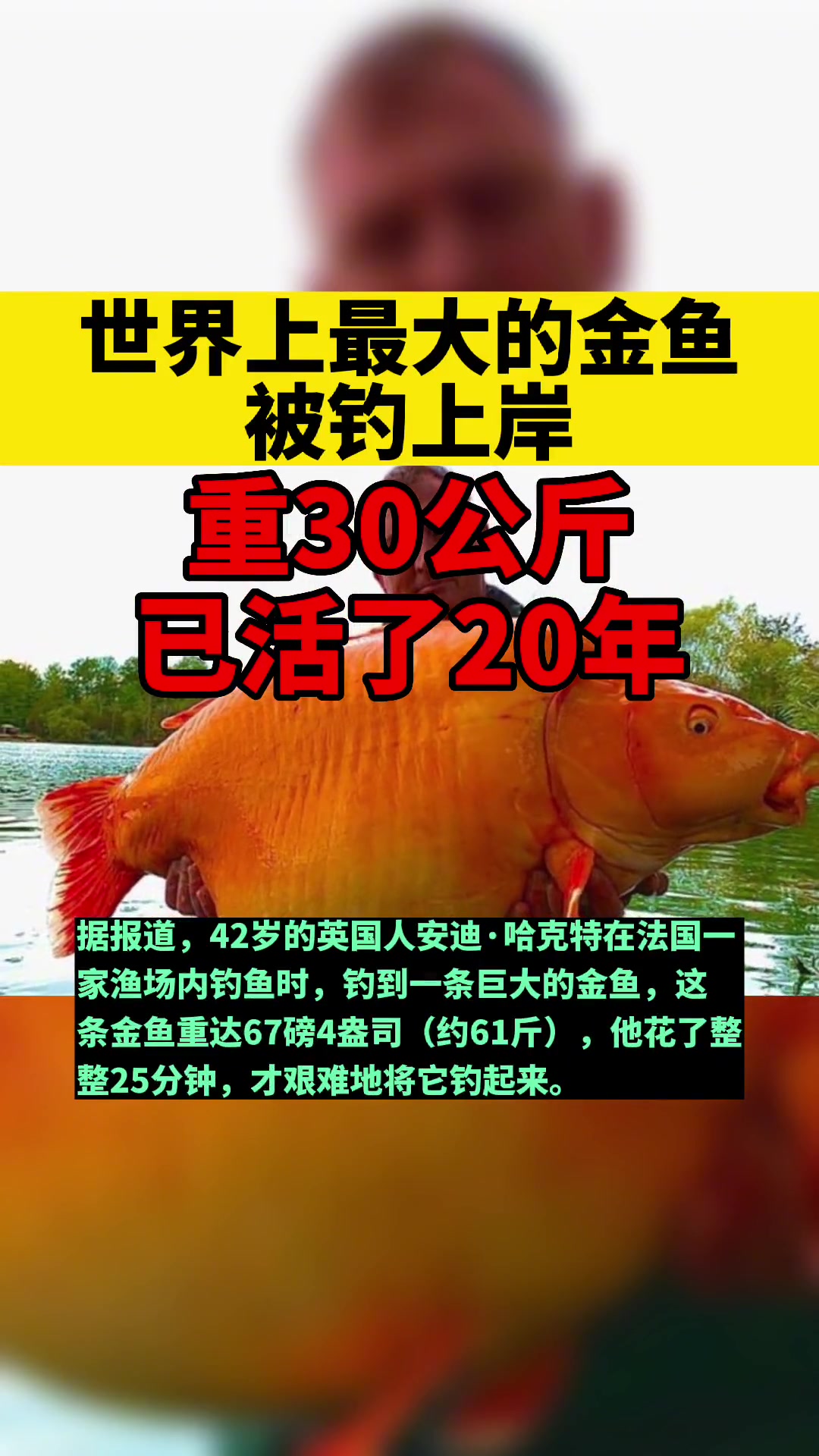 世界上最大的金鱼被钓上岸,重30公斤,已活了20年 南都视野 钓鱼 钓鱼人 金鱼