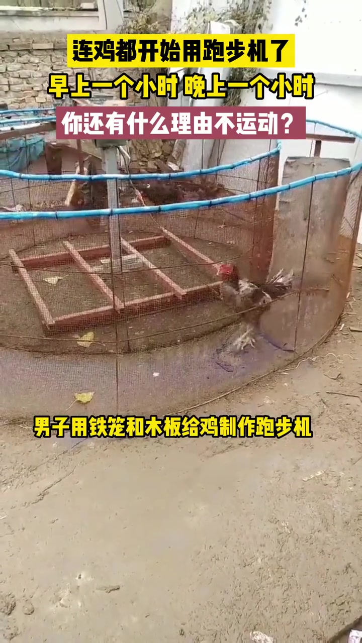 连鸡都开始用跑步机了,你还有什么理由不运动?健身 斗鸡