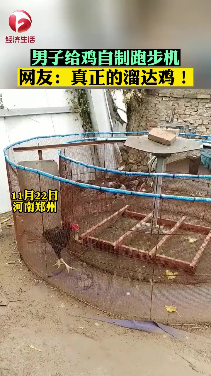 男子用铁笼和木板给鸡自制跑步机,用来训练 斗鸡 每天早上跑一个小时,晚上跑一个小时 意不意