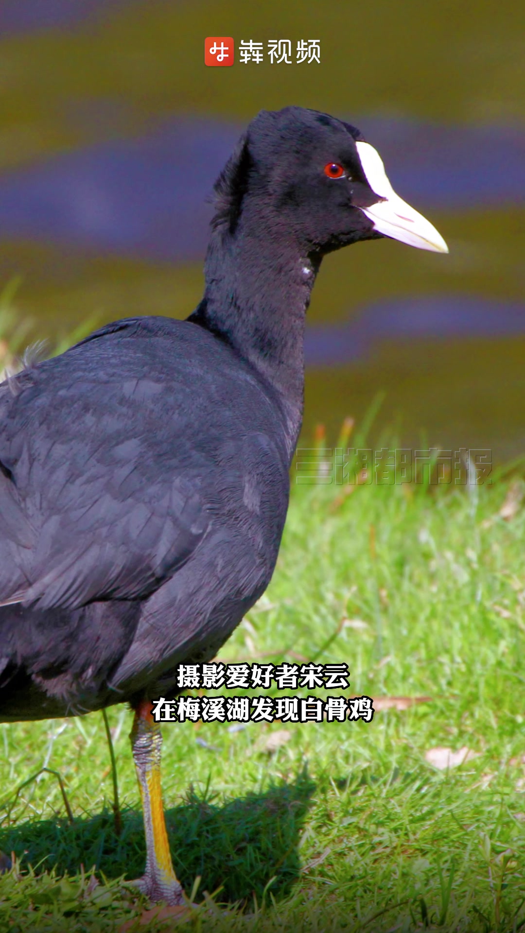 神奇生物在哪里|“最会游泳的鸡”安家梅溪湖
