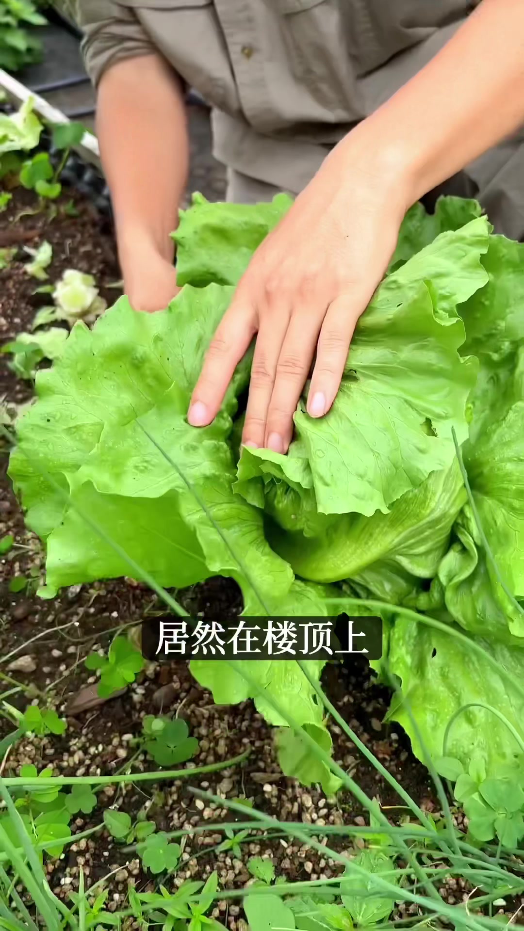 耐高温生菜品种推荐