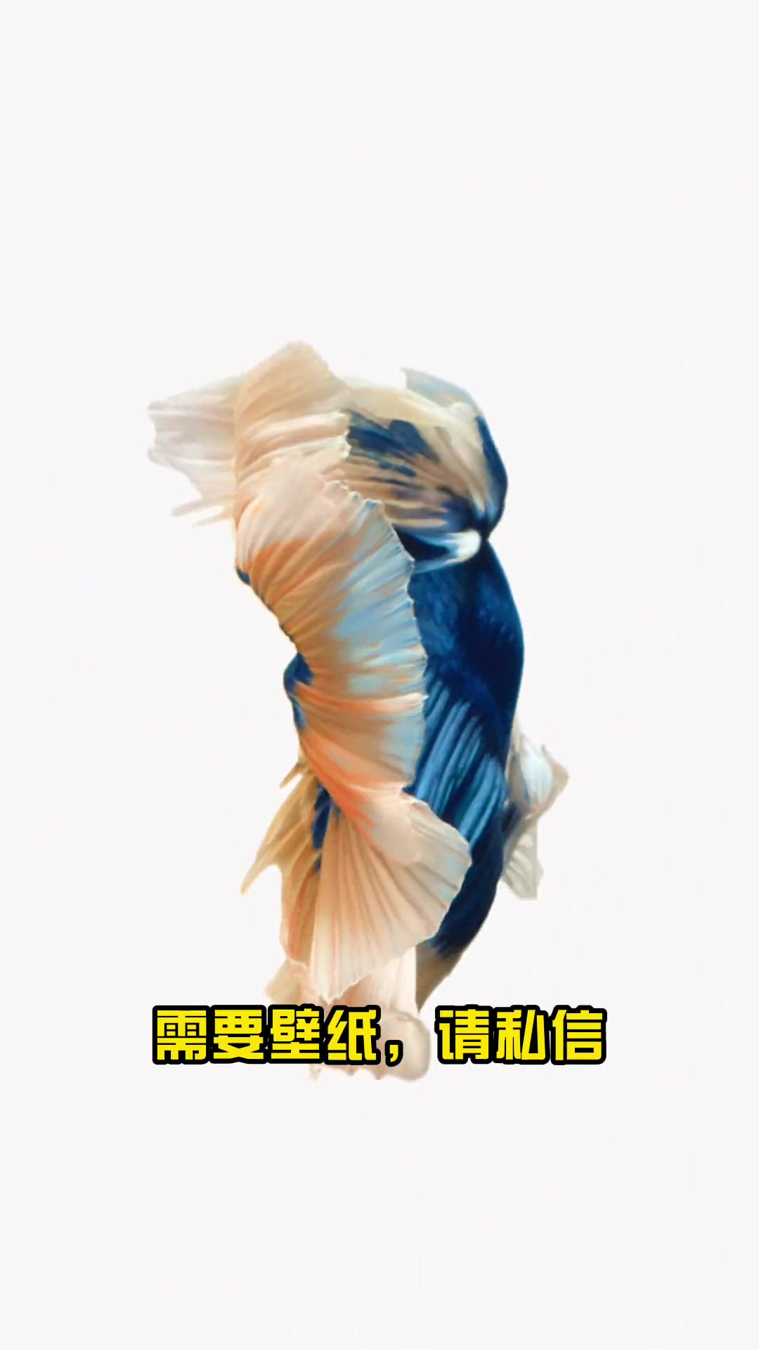 粉丝想要 iphone壁纸，私信安排！动态壁纸 ios壁纸