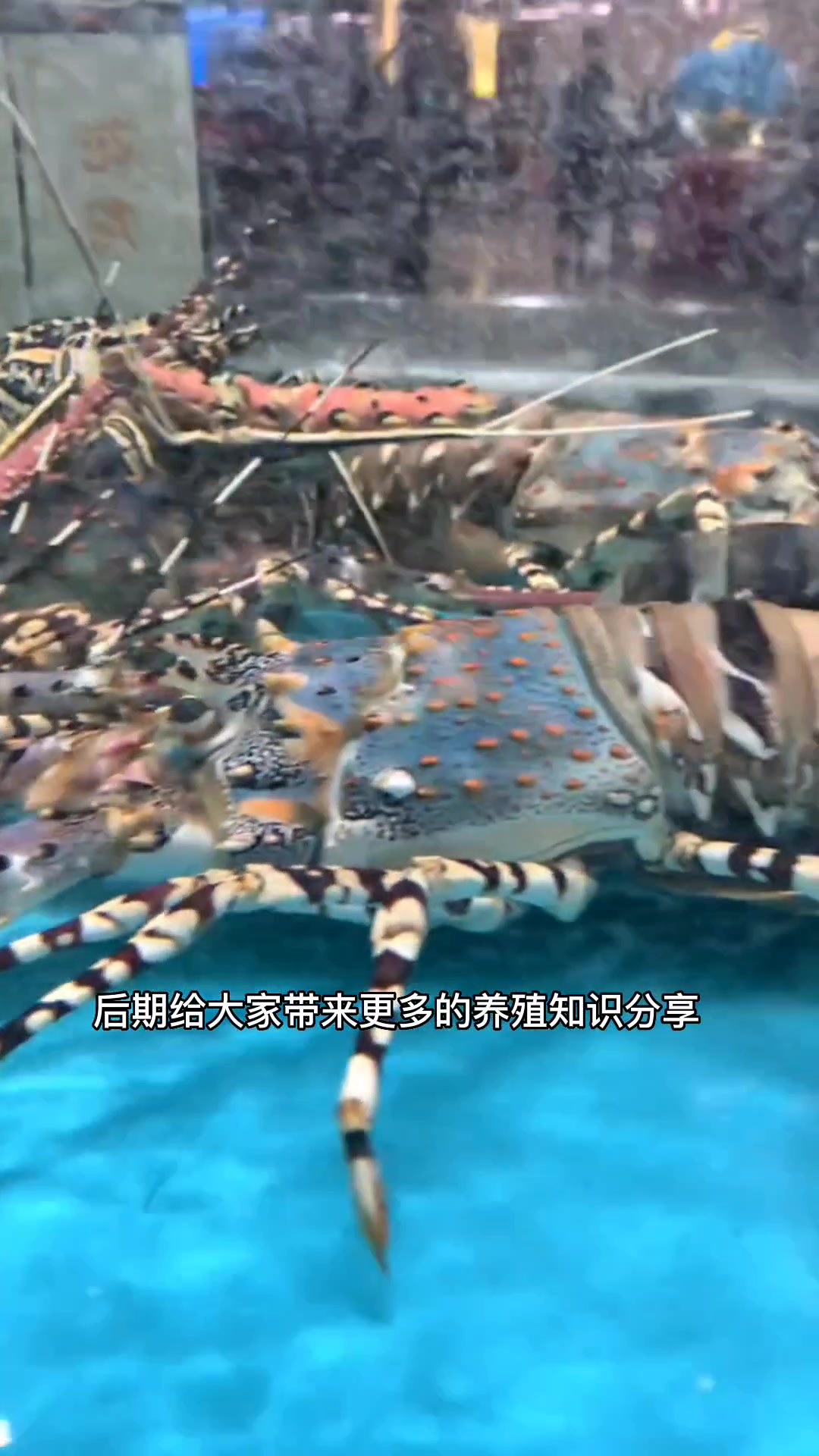 海鲜鱼缸 鱼缸养殖注意事项?海鲜鱼缸制作,超市,酒店,饭店