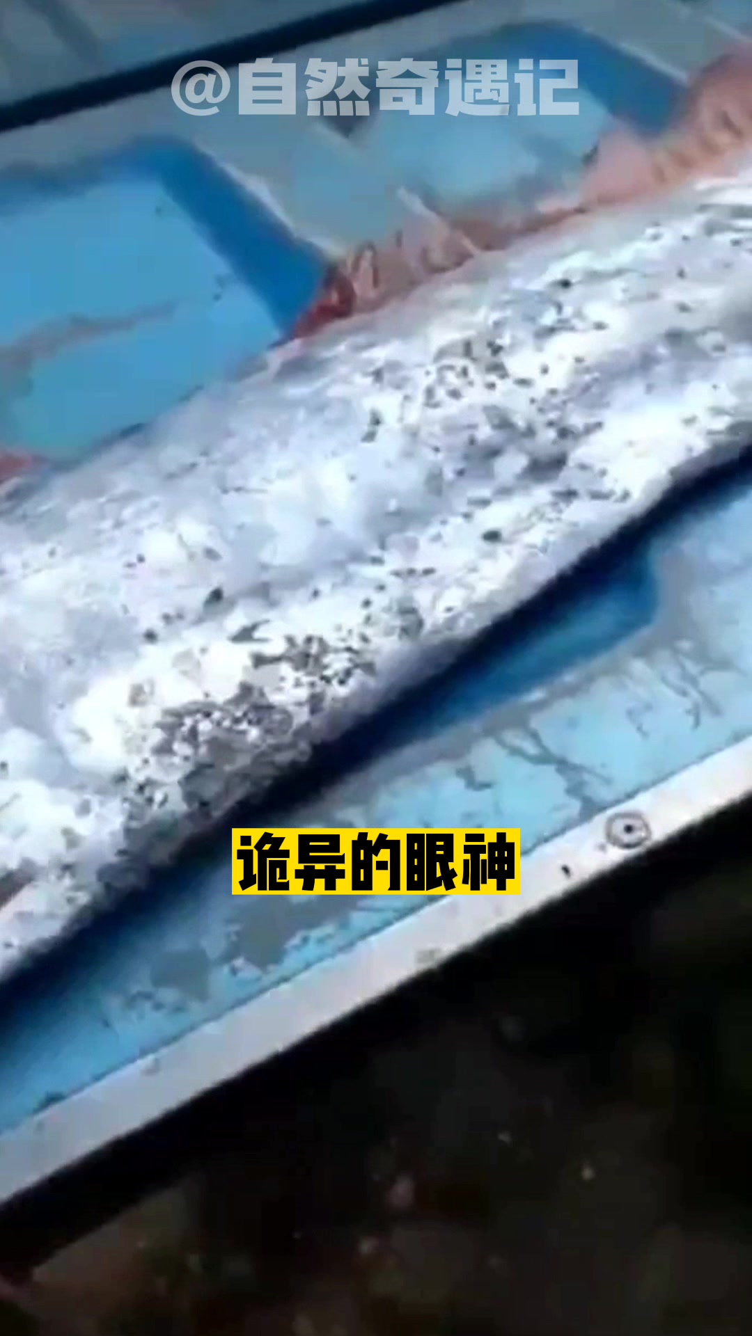 带鱼打怪升级就是皇带鱼吗 深海恐惧症