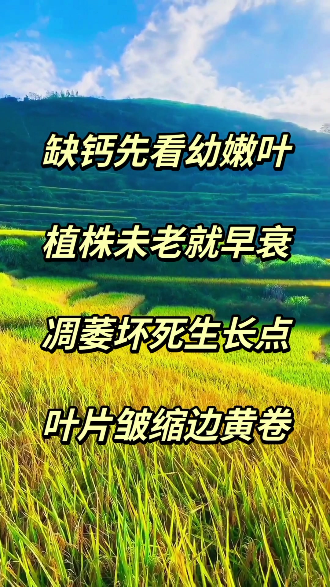 作物缺钙口诀,蔬菜缺素症