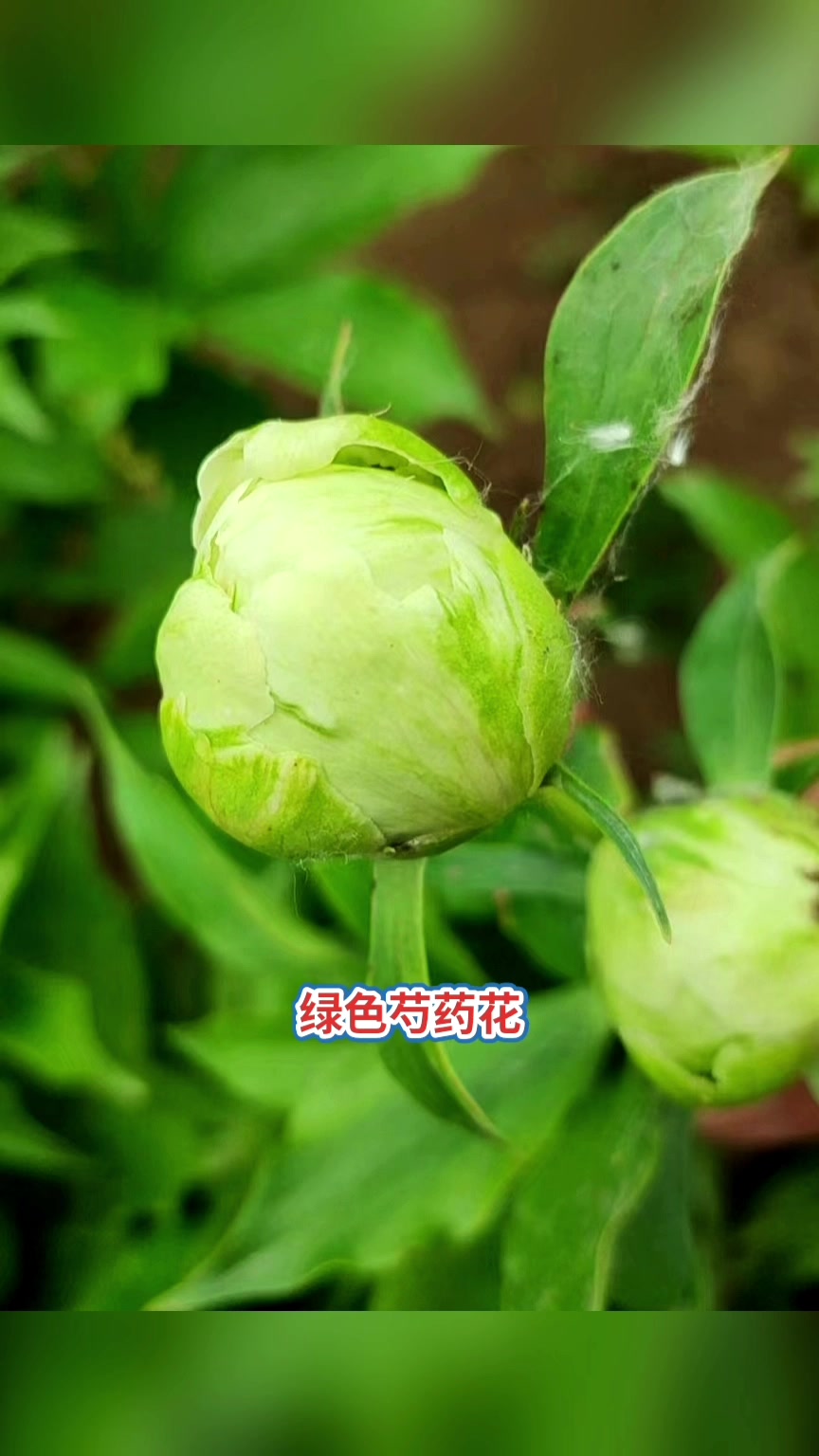 绿色系精品观赏芍药品种