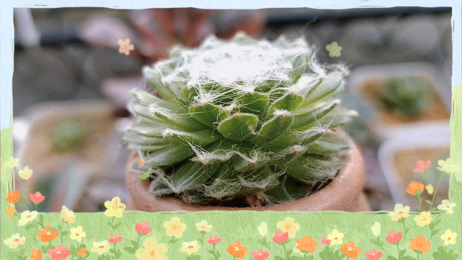 #家居绿植# 今天给大家看一下我养的蛛丝卷娟