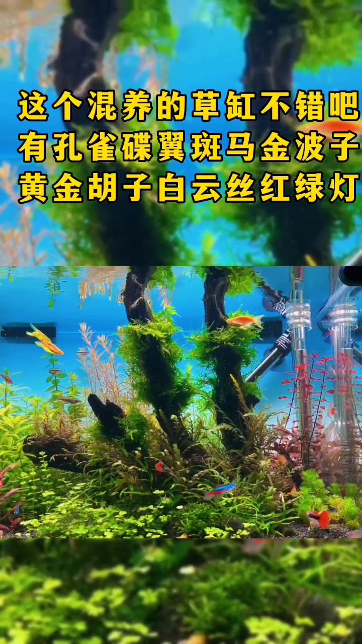 混养草缸都可以放那些鱼