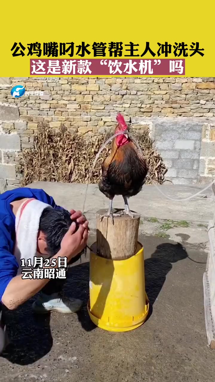 11月25日云南昭通。公鸡嘴叼水管帮主人冲洗头,这是新款“饮水机”吗 萌宠 惊喜不惊喜意外