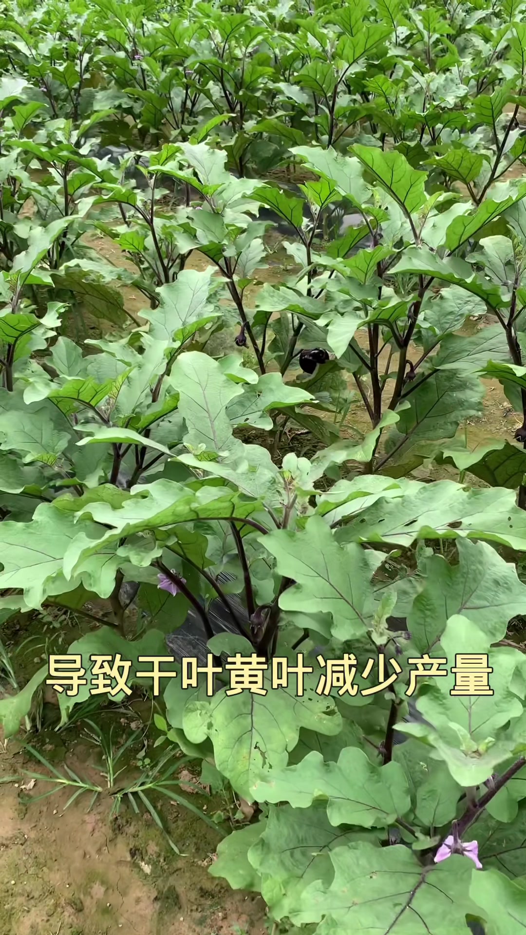 为什么有些蔬菜不能种在一起