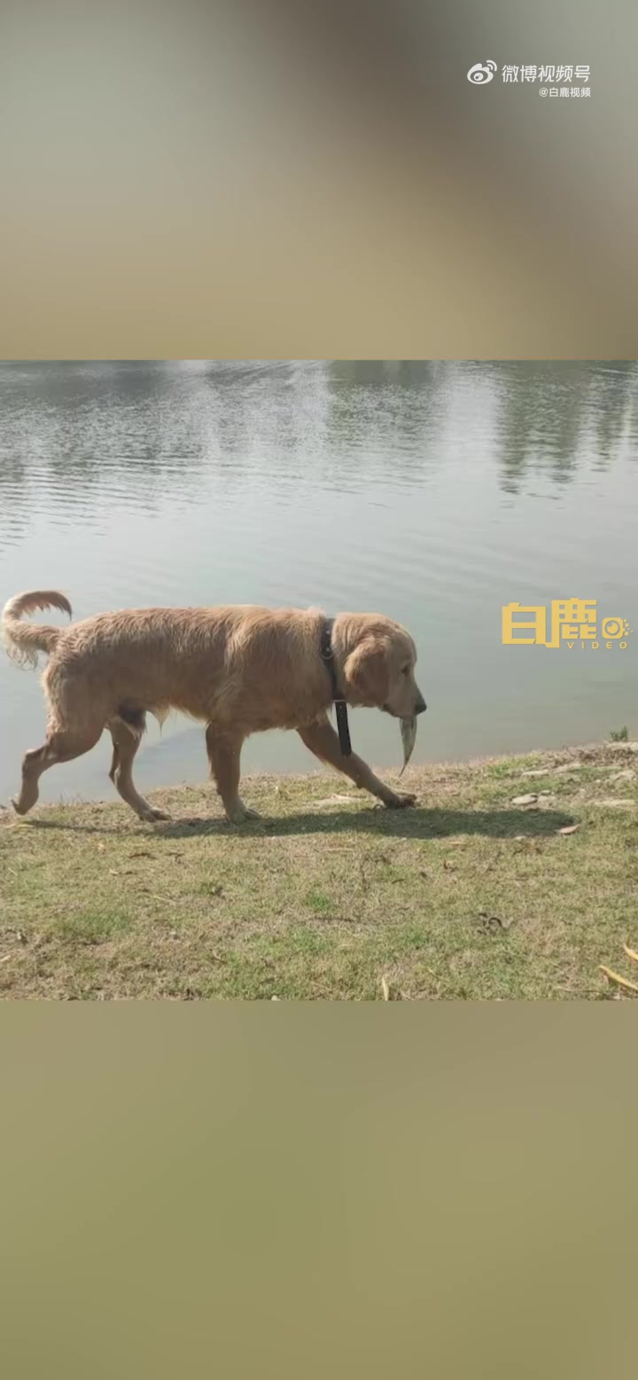 「流浪狗下水捕鱼送给陪玩女孩 女孩:没想到会被狗狗分享食物,很惊喜」近日,江苏南京。女孩在