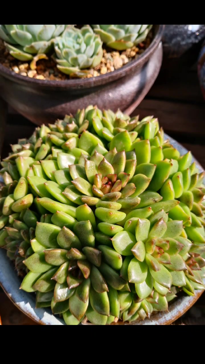 来自雨水江南的纯绿色多肉!但我也很喜欢!