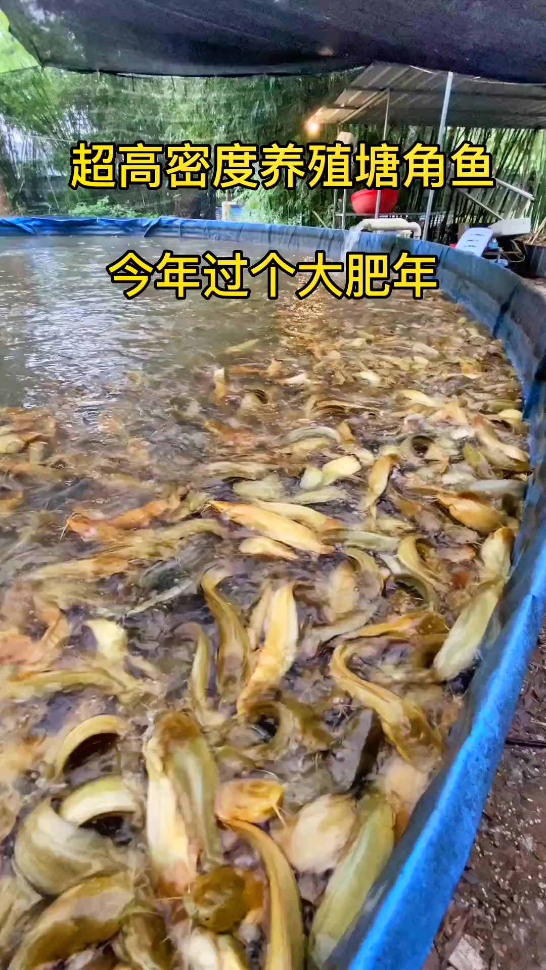 超高密度养殖塘角鱼!