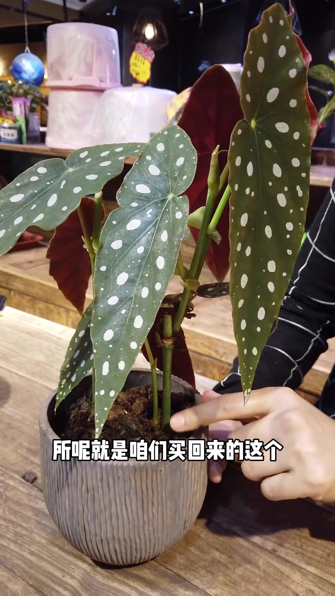 鳟鱼秋海棠养护小知识点来啦
