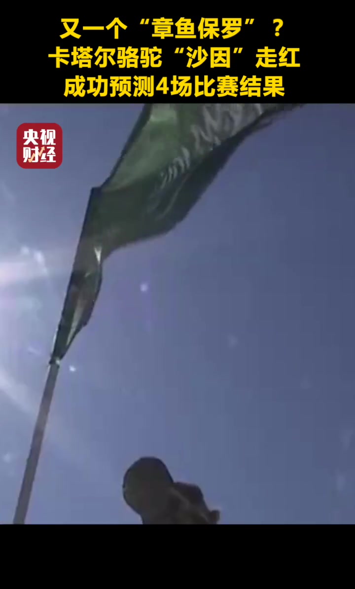 又一个“章鱼保罗”?卡塔尔骆驼“沙因”走红,成功预测4场比赛结果 世界杯