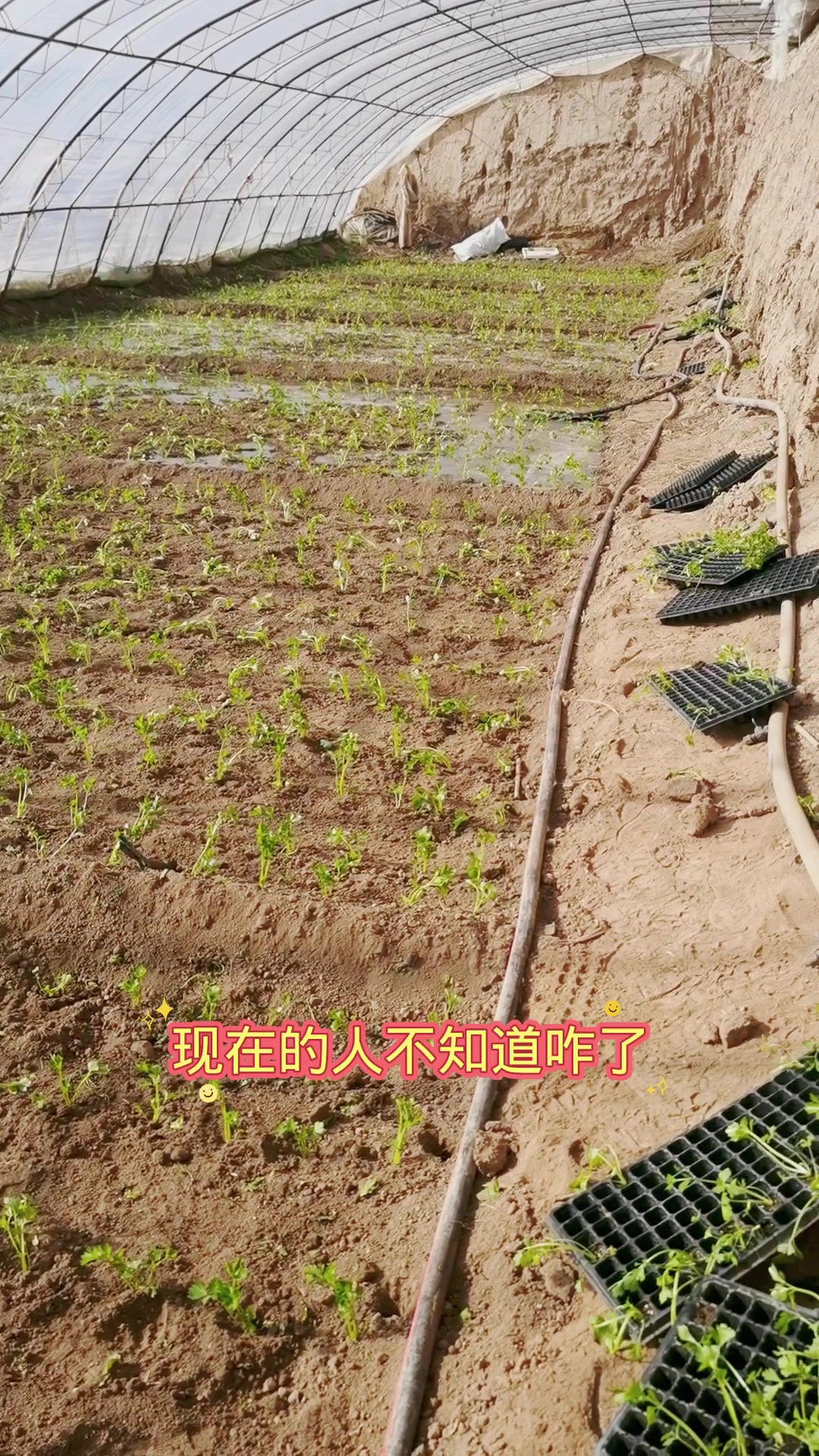 现在种什么菜值钱