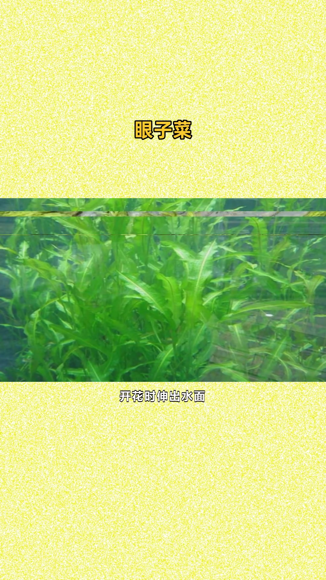 马来眼子菜优势