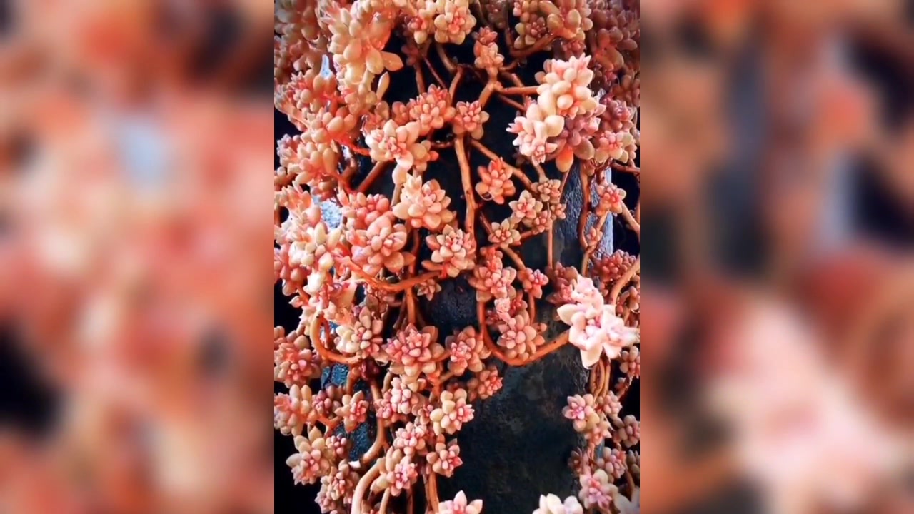 最容易养成老桩的多肉植物