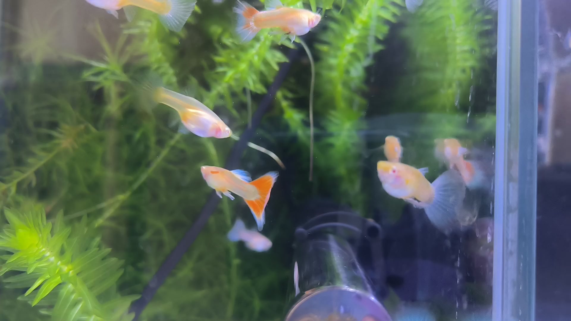 #vlog记录生活# 养孔雀鱼最大的乐趣就是繁殖小鱼,一年就能让你拥有“百万鱼”。当初只买