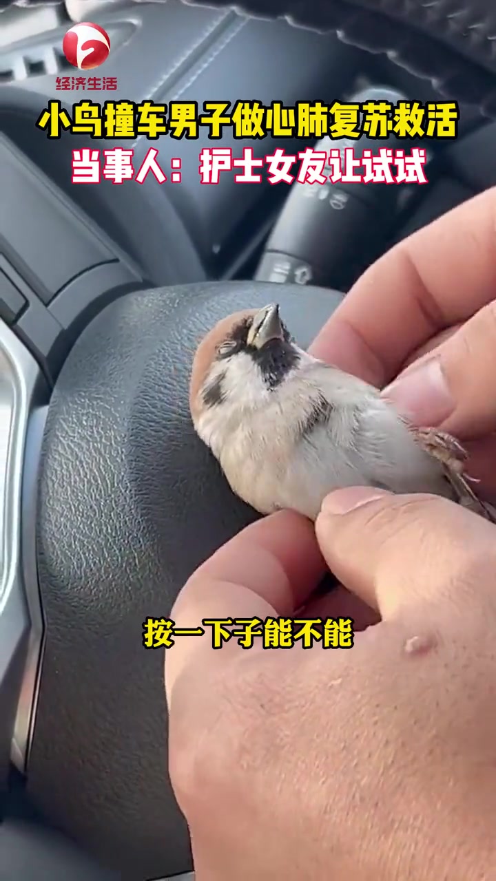 11月27日,黑龙江齐齐哈尔。小鸟撞车男子做心肺复苏救活,当事人:护士女友让试试