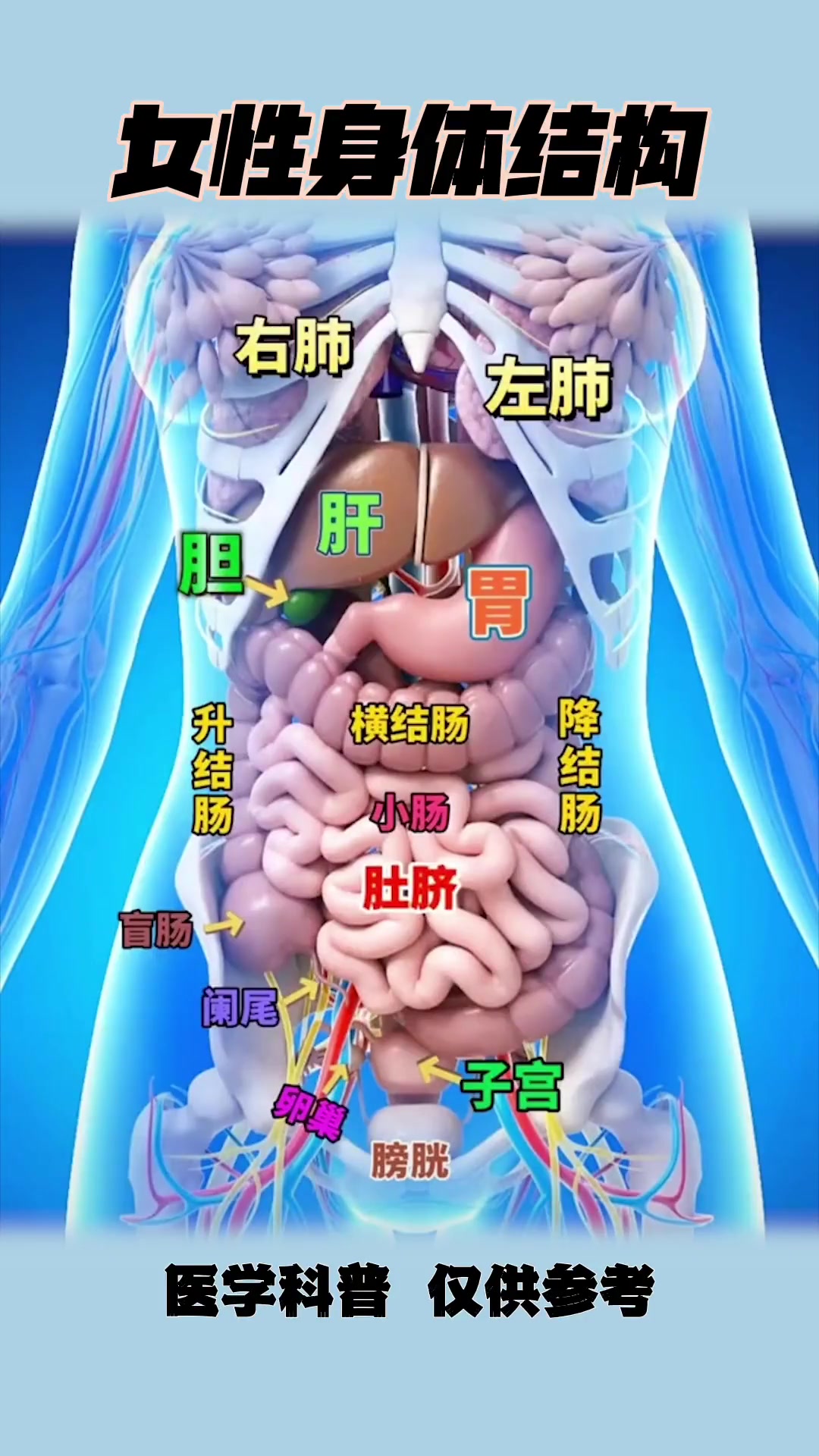 女性身体结构示意图 健康科普