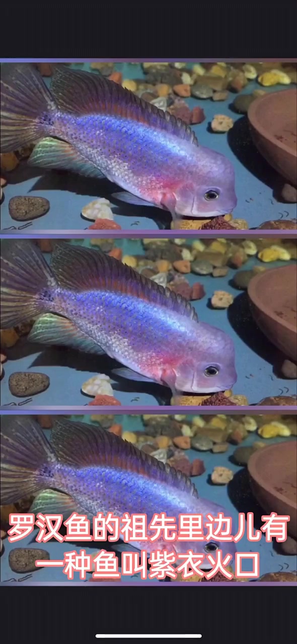 嘴尖的罗汉鱼不起头?