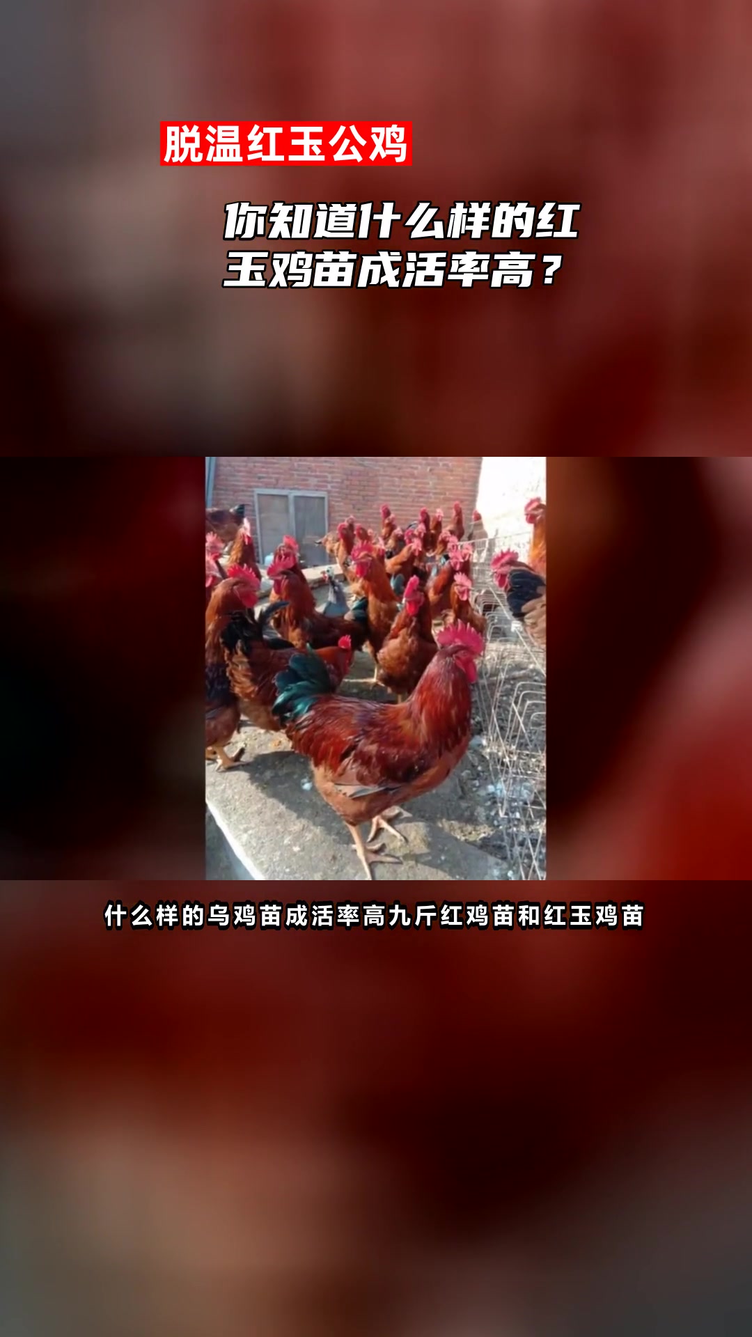 你知道什么样的红玉鸡苗成活率高?