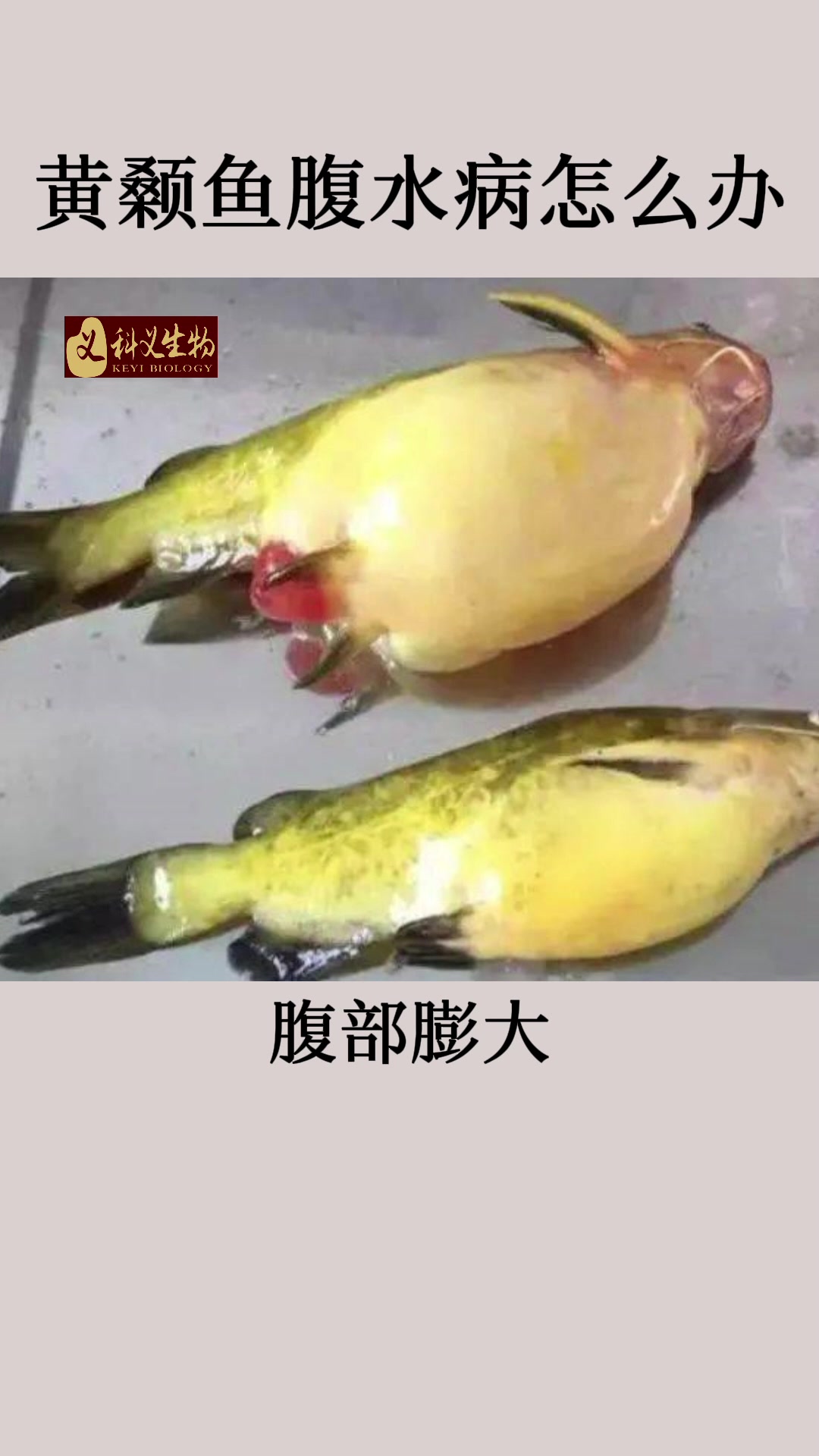 黄颡鱼腹水病怎么办#水产养殖