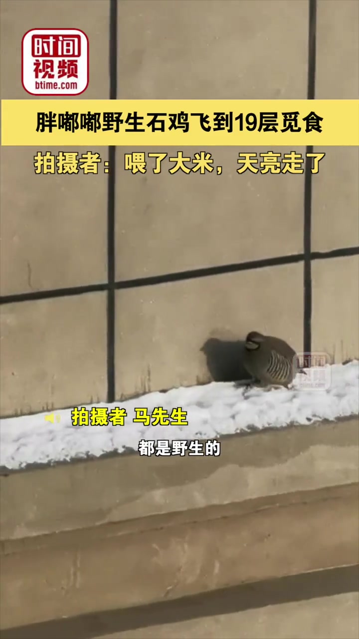 11月28日,新疆乌鲁木齐,胖嘟嘟野生石鸡飞到19层觅食,拍摄者:喂了大米,天亮走了