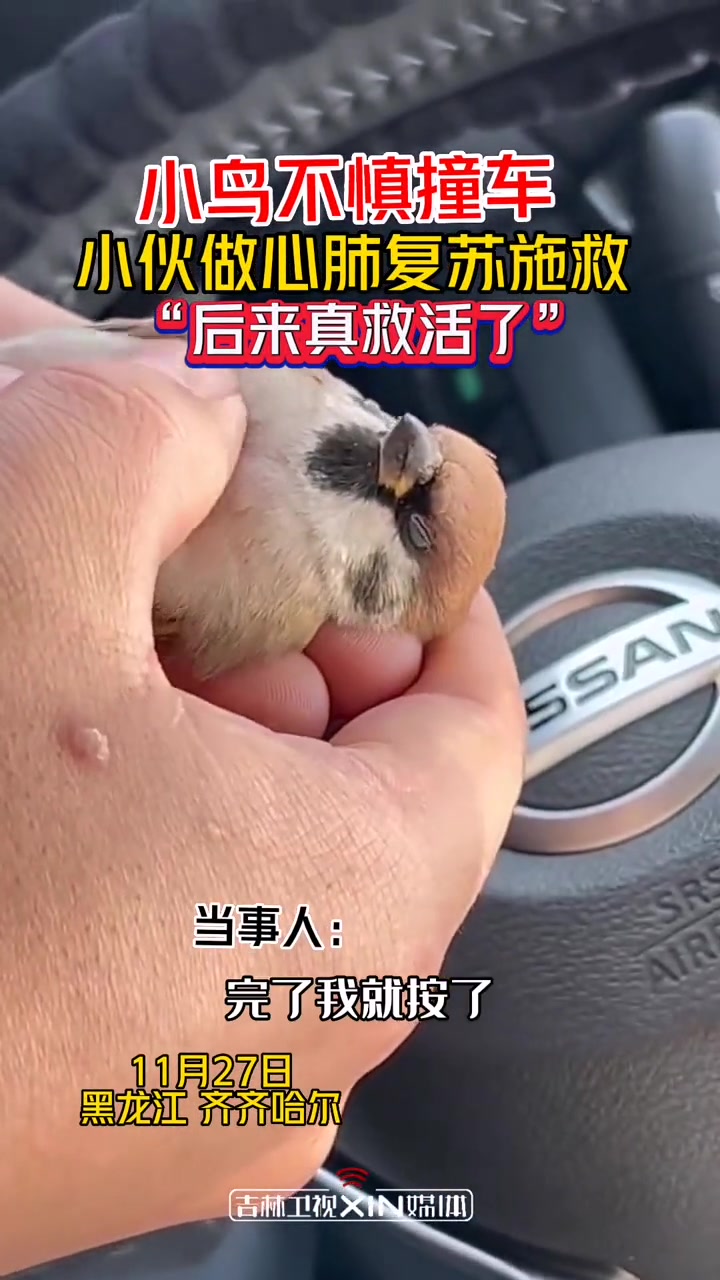 11月27日,黑龙江齐齐哈尔。小鸟不慎撞车,小伙做心肺复苏施救,救活小鸟。吉林卫视